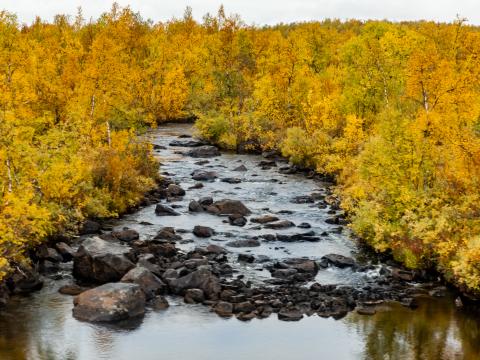 River Stones Trees Autumn Landscape Nature
