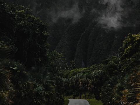 Road Mountain Palm-trees Landscape Nature