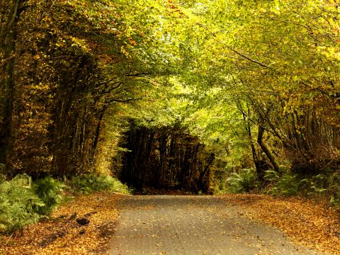 Road Tunnel Trees Leaves Autumn Nature