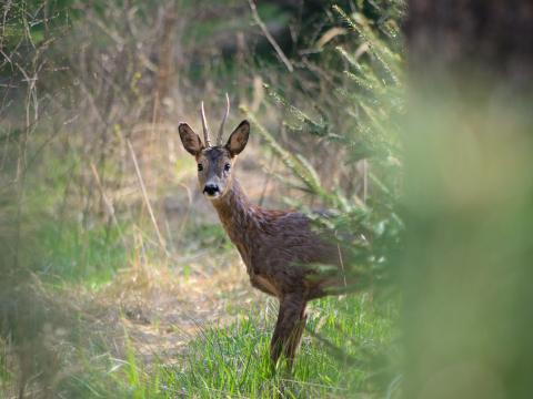 Roe-deer Animal Wildlife