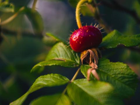 Rose-hips Berry Thorns Leaves Macro