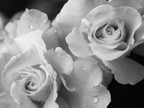 Rose Flower Petals Drops Macro Black-and-white