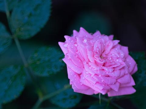 Rose Flower Petals Drops Macro Blur