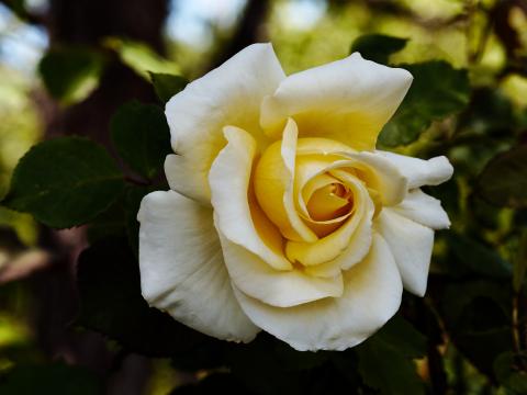 Rose Flower Petals Macro Yellow