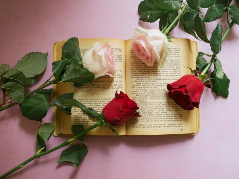 Rose Flowers Book Pages Aesthetics