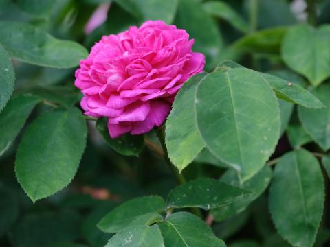 Rose Petals Leaves Plant Macro