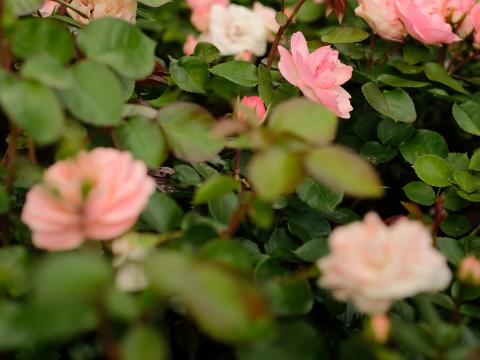 Roses Flowers Bush Leaves