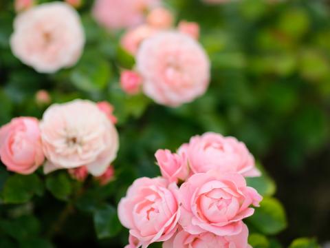 Roses Flowers Pink Plant Bush