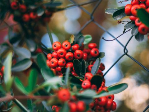 Rowan Berries Bunches Plant Red