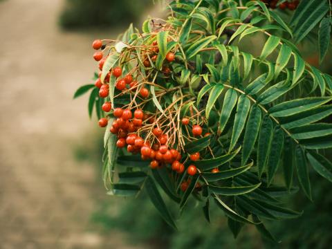 Rowan Berries Leaves Branch Macro