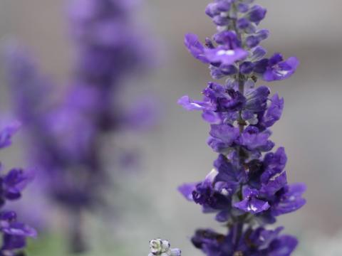 Sage Flowers Plant Purple Macro