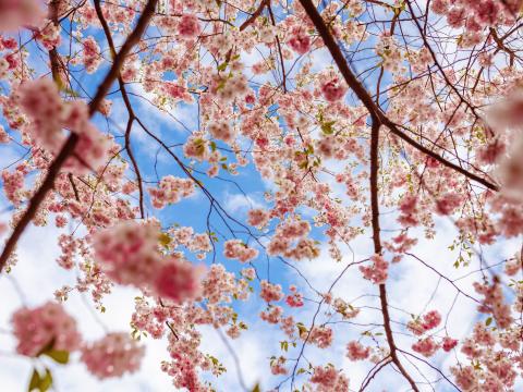 Sakura Flowers Branches Pink