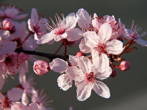 Sakura Flowers Petals Branches Pink Macro