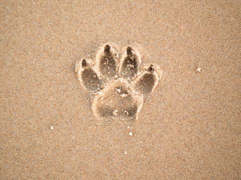 Sand Imprint Paw Animal