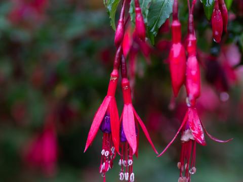 Schlumberger Flower Plant Macro