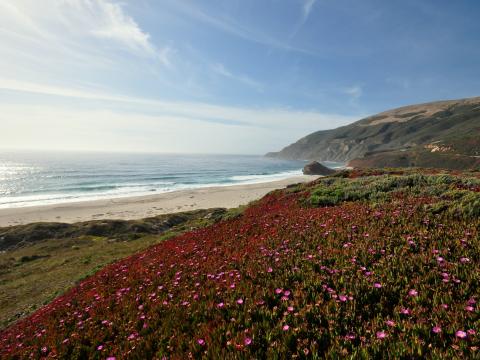 Sea Coast Mountains Field Flowers Landscape