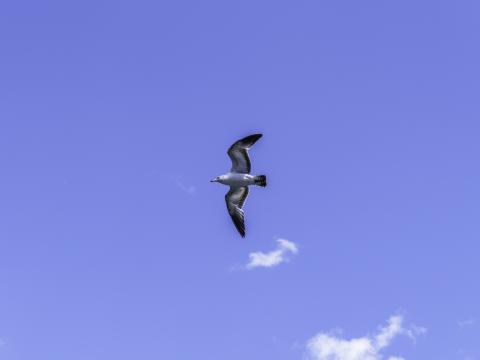 Seagull Bird Flight Sky Blue