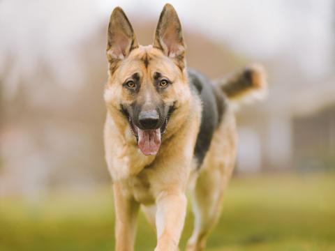 Shepherd-dog Dog Pet Protruding-tongue