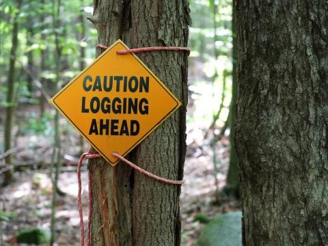 Sign Warning Words Tree Forest