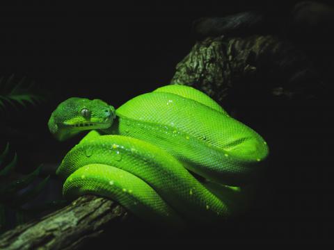 Snake Reptile Green Wet