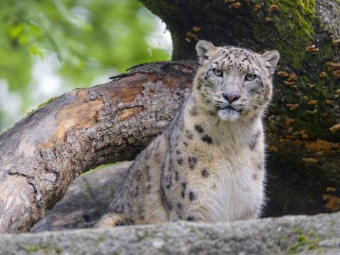 Snow-leopard Animal Big-cat Predator Wild