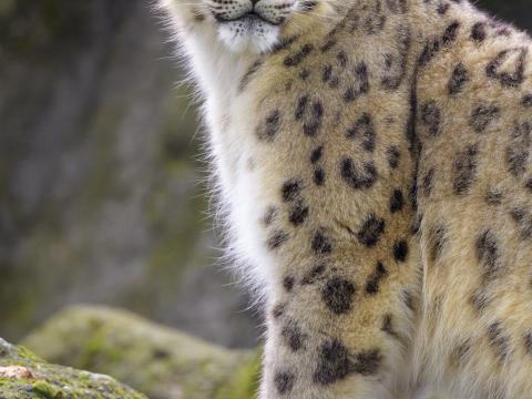 Snow-leopard Animal Predator Big-cat White Wild