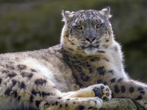 Snow-leopard Irbis Glance Animal Predator