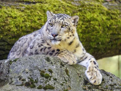 Snow-leopard Irbis Glance Predator Big-cat