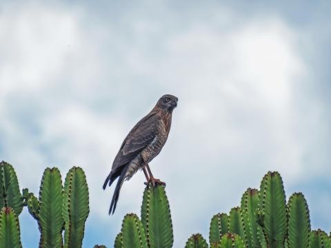 Sparrowhawk Bird Cacti Plants Wildlife