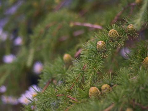 Spruce Branches Needles Cones Macro Green