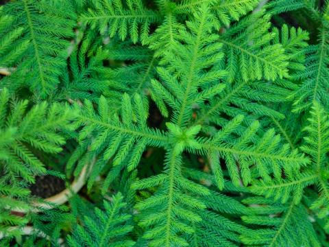 Spruce Needles Branches Plant Green Macro
