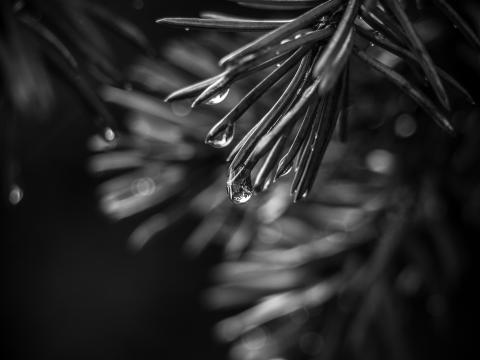 Spruce Needles Drops Macro Black-and-white