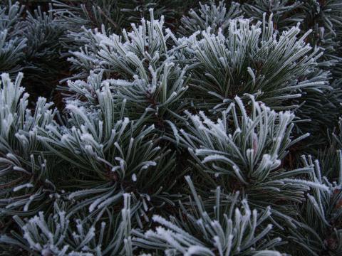 Spruce Needles Frost Macro