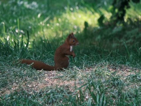 Squirrel Animal Furry Cute Grass