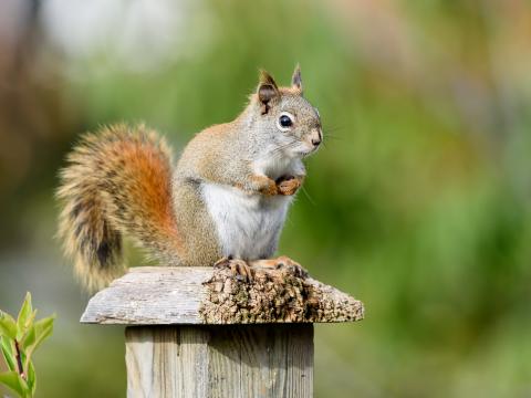 Squirrel Animal Watching Cute