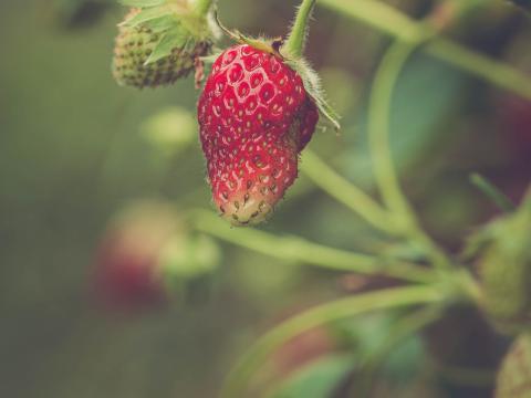 Strawberry Berry Plant Leaves Macro