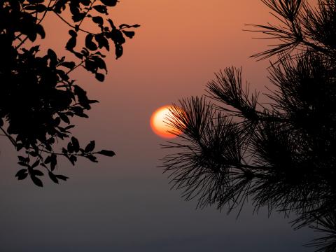 Sun Sunset Branches Silhouettes Landscape Dark