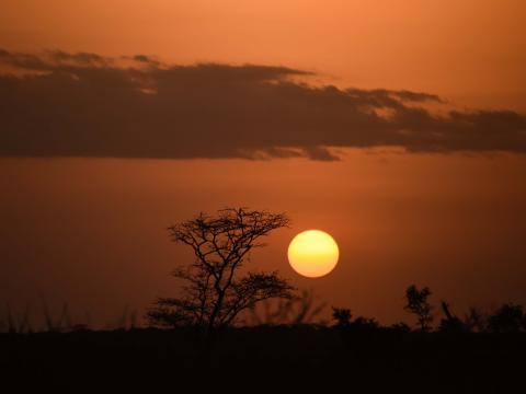 Sun Sunset Silhouettes Trees Dark