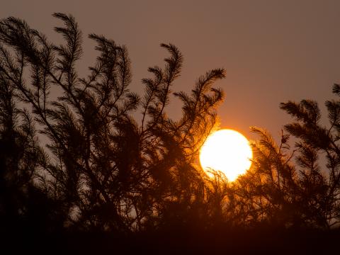 Sun Sunset Trees Dark