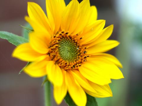 Sunflower Flower Petals Plant Macro Yellow