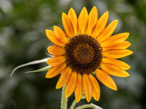 Sunflower Flower Petals Plant Yellow Macro