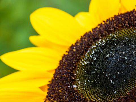 Sunflower Petals Drops Macro