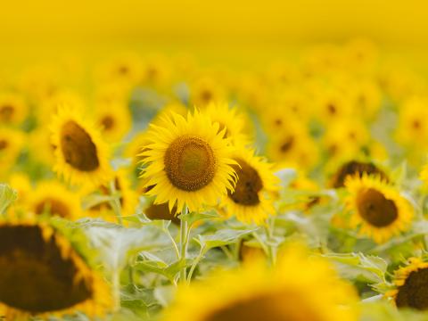 Sunflowers Flowers Field Plant Yellow