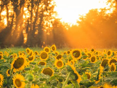 Sunflowers Flowers Field Sun Rays Landscape