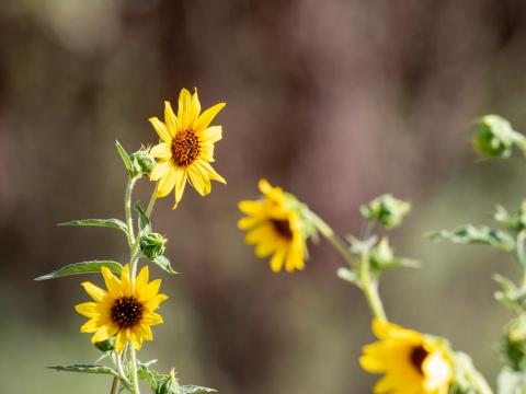 Sunflowers Flowers Petals Macro