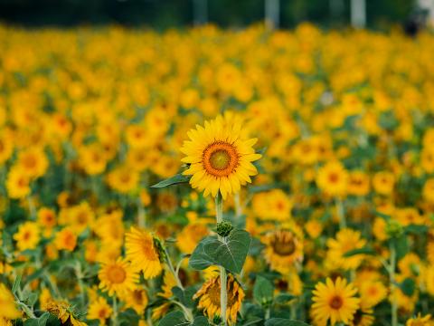 Sunflowers Flowers Plants Field Yellow