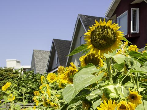 Sunflowers Flowers Plants Summer