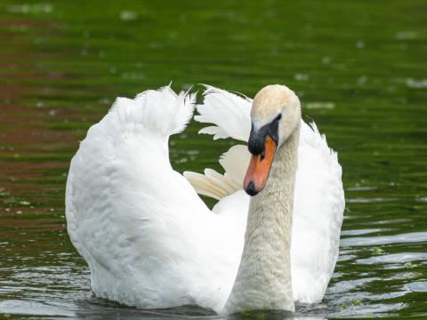 Swan Bird Water Lake