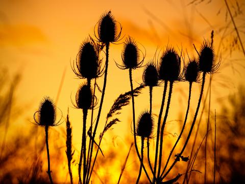 Thistle Silhouettes Sunset Dark