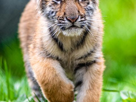 Tiger-cub Tiger Animal Glance Cute